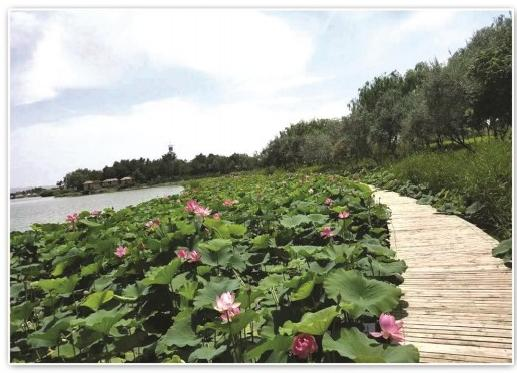 2026河北水生植物供应商怎么选？先看懂产业格局再比口碑