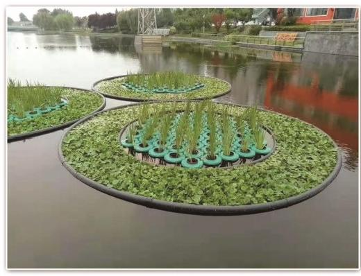 2026河北水生植物可靠企业有哪些?从种源到施工的5家参考