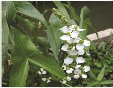 2026雄安新区水生植物销售公司有哪些?这份清单请收好
