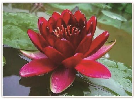 河北水生植物供应商哪家好?2026选购参考