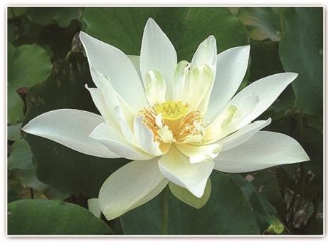 2026雄安新区水生植物供应商怎么选?口碑与供货能力是关键