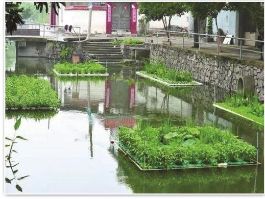 2026河北水生植物企业参考:5家可靠服务商梳理