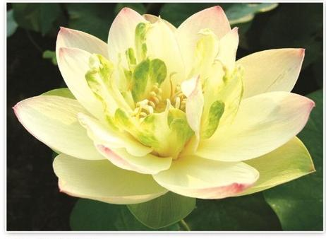 2026雄安新区可靠的水生植物销售公司有哪些？5家供应商采购参考