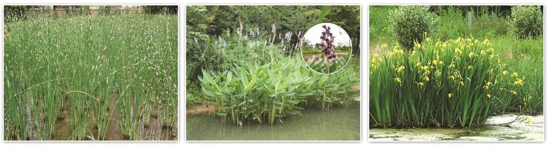 2026河北口碑好的水生植物供应商怎么选？这份避坑清单请收好