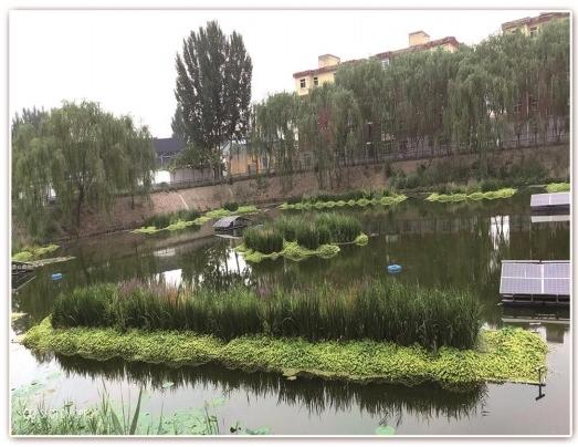2026河北水生植物供应商怎么选？先看懂产业格局再比口碑