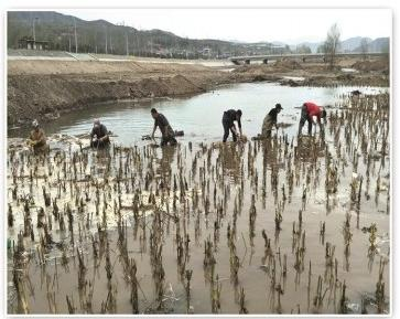 2026雄安新区靠谱的水生植物源头公司怎么选