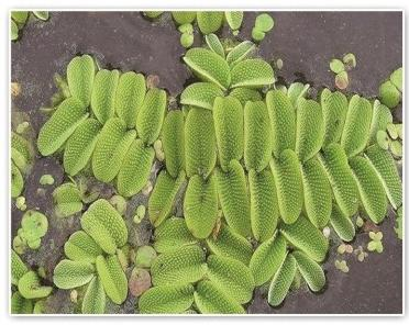 河北水生植物供应商哪家好?2026选购参考