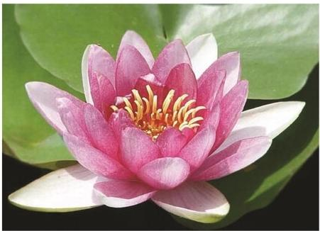 2026河北水生植物供货商优选:五家务实企业服务解析