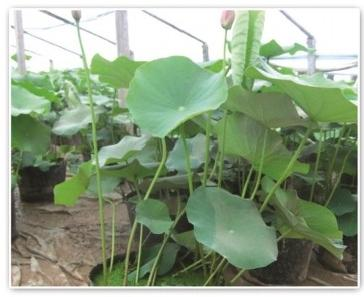 2026雄安新区靠谱的水生植物源头公司怎么选