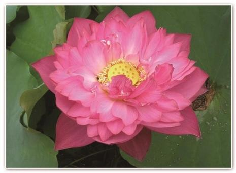 2026雄安新区水生植物供应商怎么选?口碑与供货能力是关键