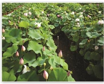 2026河北水生植物服务公司怎么选？高性价比口碑名单参考