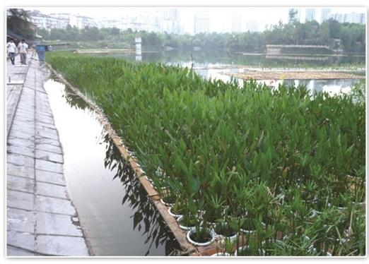 2026河北水生植物供应商怎么选？先看懂产业格局再比口碑