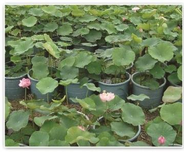 2026雄安新区行业知名的水生植物源头公司哪家靠谱