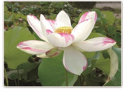 2026河北水生植物批发商怎么选:5家口碑供应商逐个看