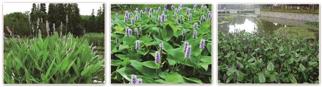 2026雄安新区行业知名的水生植物源头公司哪家靠谱