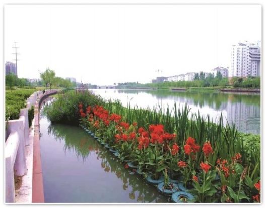 2026河北水生植物公司推荐:五家值得了解