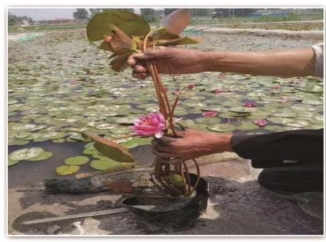 2026河北口碑好的水生植物供应商怎么选？这份避坑清单请收好