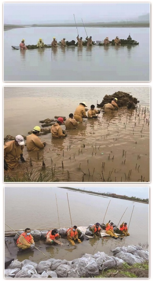 2026河北口碑好的水生植物供应商怎么选？这份避坑清单请收好